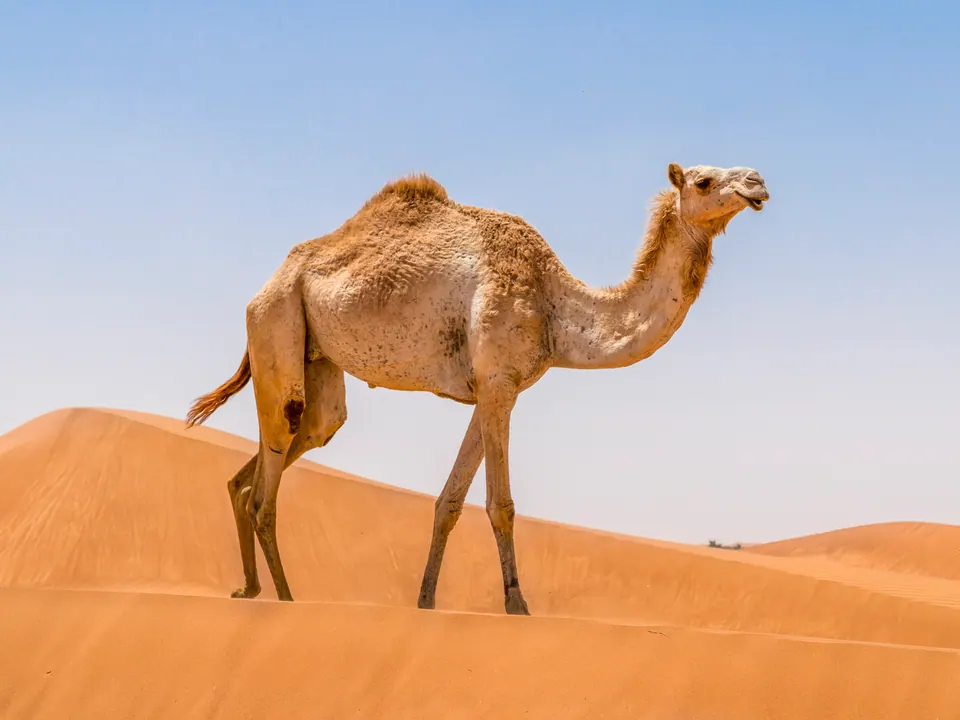 O cămilă mergând pe dunele de nisip din deșertul Rub al Khali.